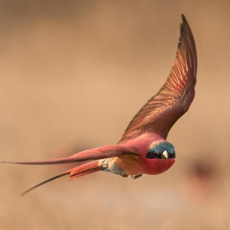 Zambezi Mubala Lodge カティマ・ムリロ エクステリア 写真